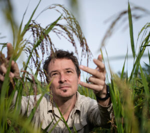 man in rice field
