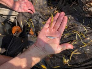 Minnow in a hand