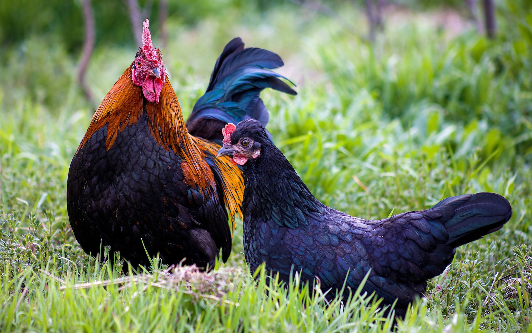 Domestic chickens, Variant Calling, Genomic Profiling