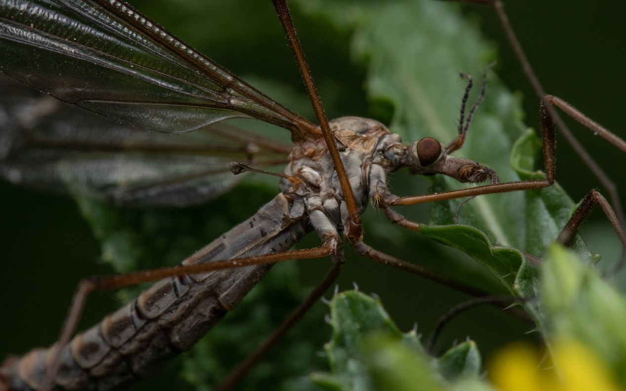 Insect genomics, SNP Discovery, Genomic Research Service